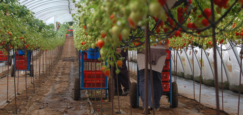 afbeelding zomer arbeid